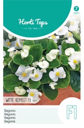 Begonia semperflorens White Komeet F1 cca 700 semien